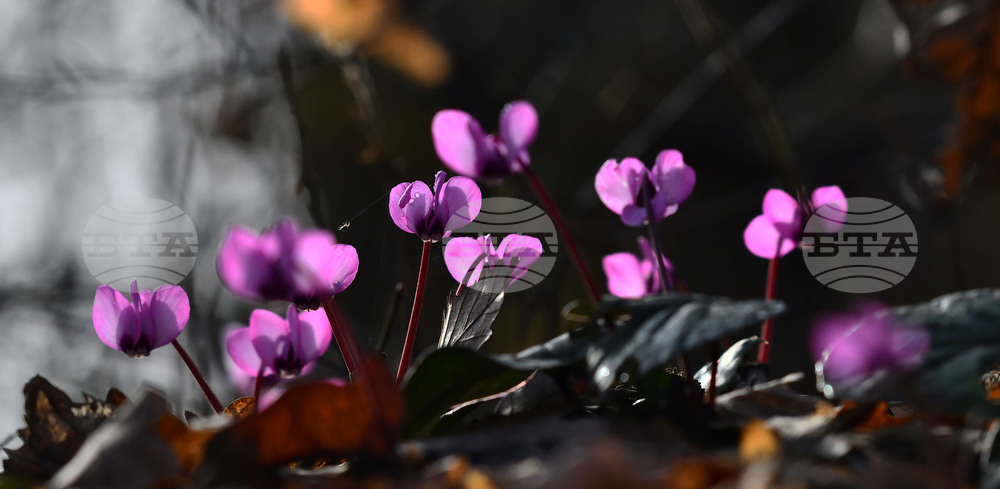 Село Свещари - полски цветя