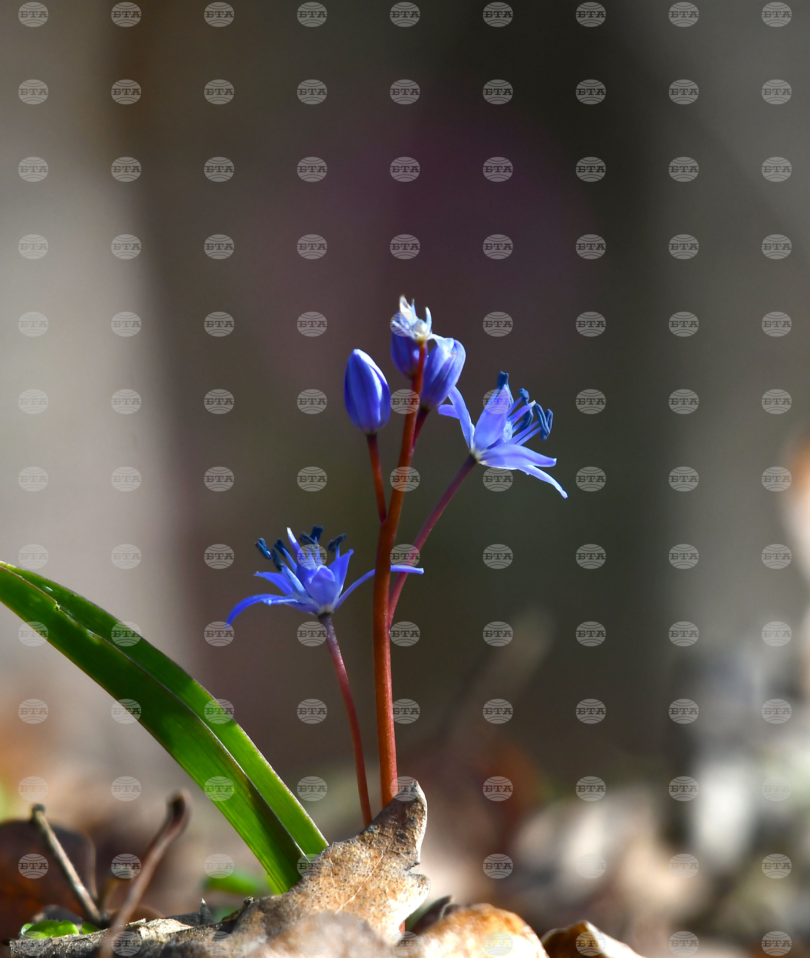 Село Свещари - полски цветя