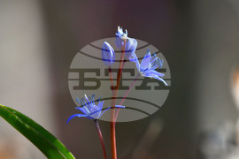 Село Свещари - полски цветя