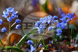 Село Свещари - полски цветя