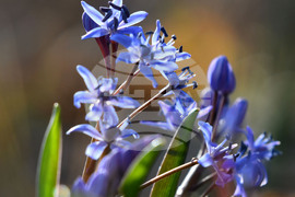 Село Свещари - полски цветя