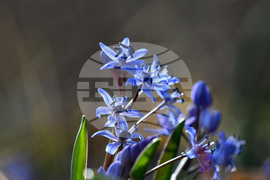 Село Свещари - полски цветя