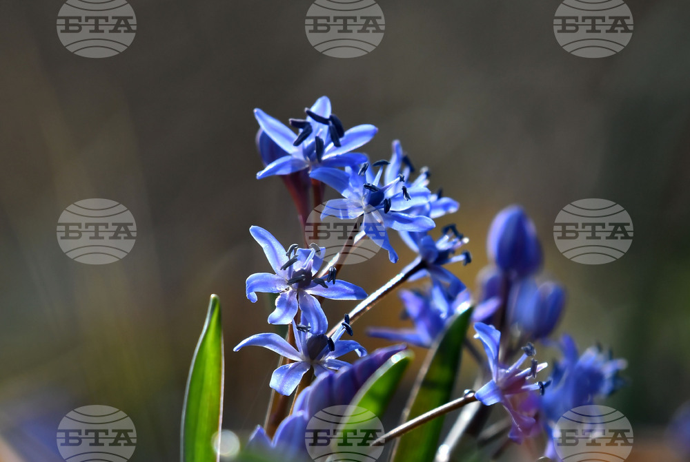 Село Свещари - полски цветя
