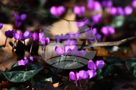 Село Свещари - полски цветя