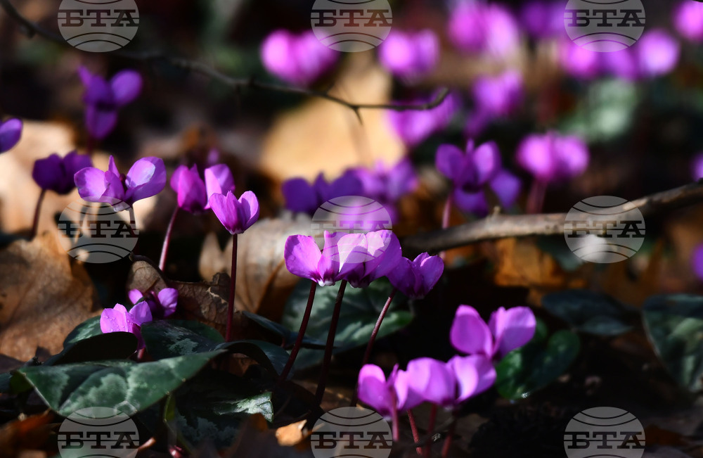 Ученици ще представят знанията си за Червената книга на България на екологичен форум в Разград