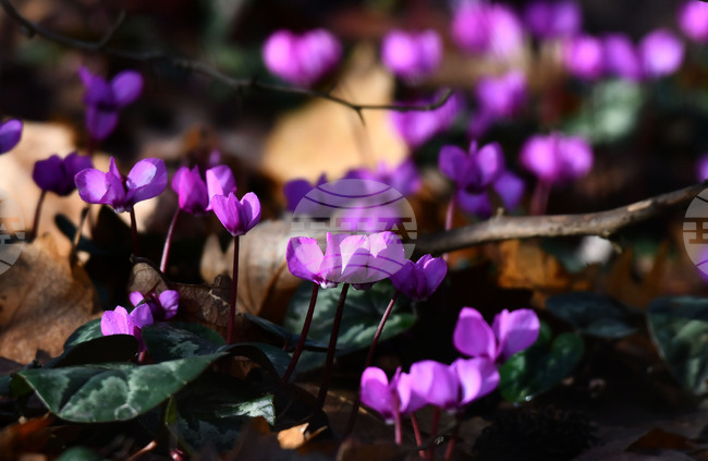 Ученици ще представят знанията си за Червената книга на България на екологичен форум в Разград
