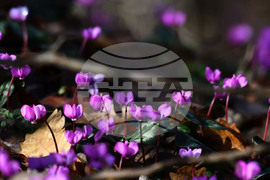 Село Свещари - полски цветя