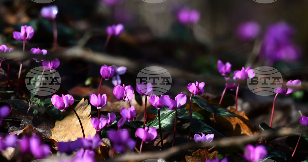 Село Свещари - полски цветя
