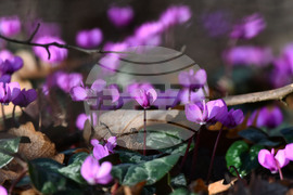 Село Свещари - полски цветя