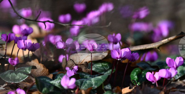 Село Свещари - полски цветя