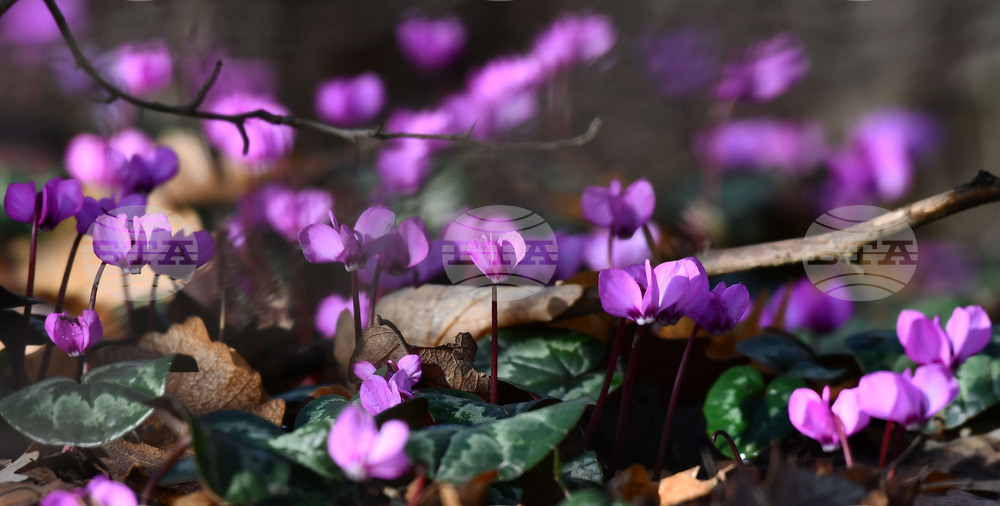 Село Свещари - полски цветя