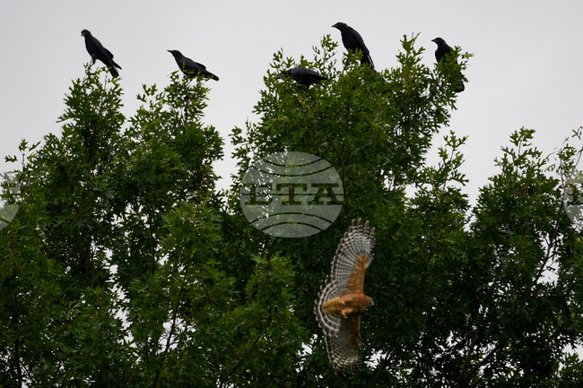 Гарваните са по-умни, отколкото се смяташе, и помнят ловните територии, където намират храна, показва проучване