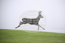 APTOPIX Walker Cup Golf