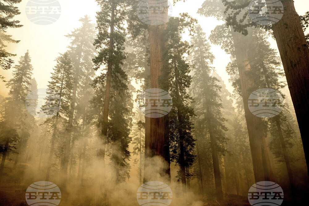 Голям горски пожар в Калифорния застрашава вековни гигантски секвои