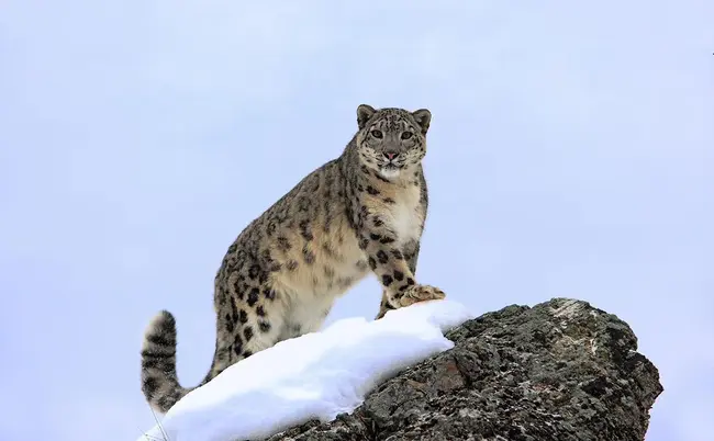 КАБАР: Предлагат да обявят снежния леопард за национален символ на Киргизстан