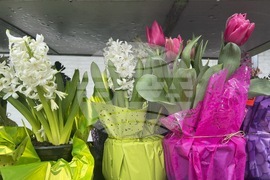 Gardening-Forcing Spring Bulbs