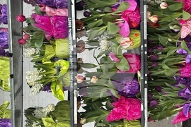 Gardening-Forcing Spring Bulbs