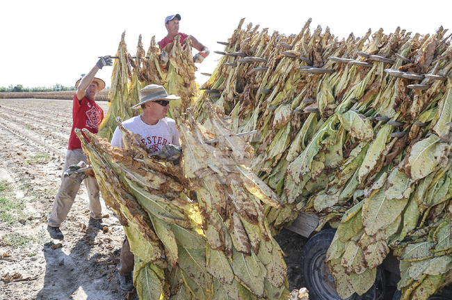 Kentucky Tobacco Harvest