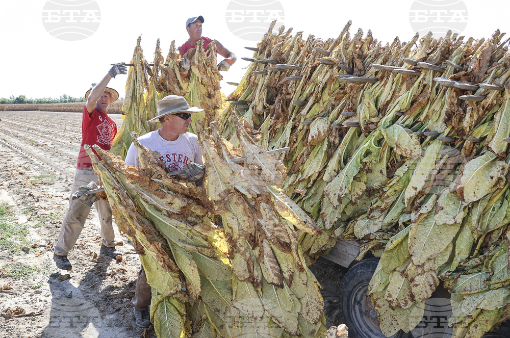 Kentucky Tobacco Harvest