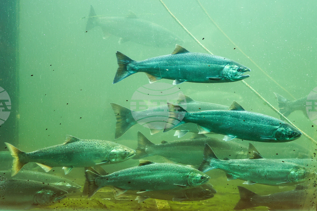 Seattle Salmon Migration