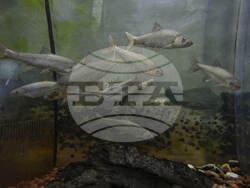 China Aquatic Biodiversity Photo Gallery