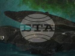 China Aquatic Biodiversity Photo Gallery