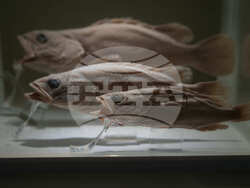 China Aquatic Biodiversity Photo Gallery