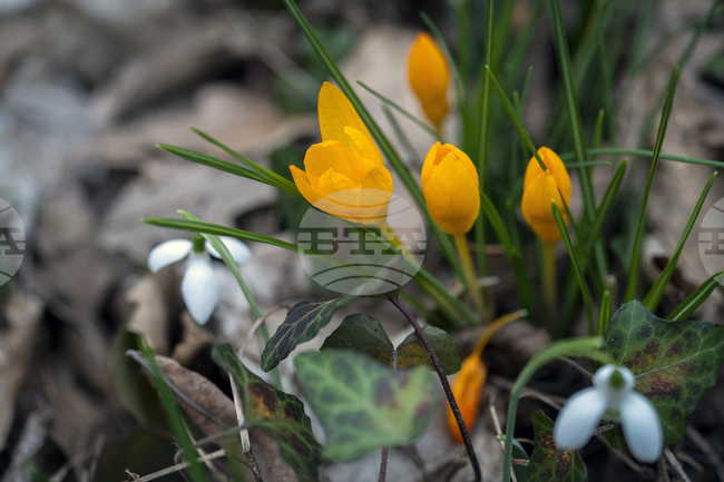 Добрич - гора - цветя