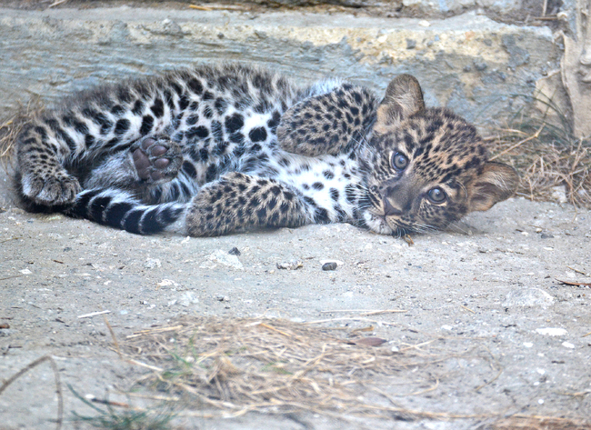 Хотел в Балчик осинови бебе леопард от зоопарка във Варна