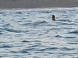 Снимка: Български Военноморски Сили 