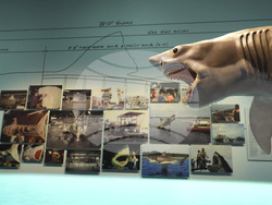 "Jaws" The Exhibition Press Preview