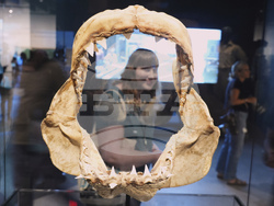 "Jaws" The Exhibition Press Preview