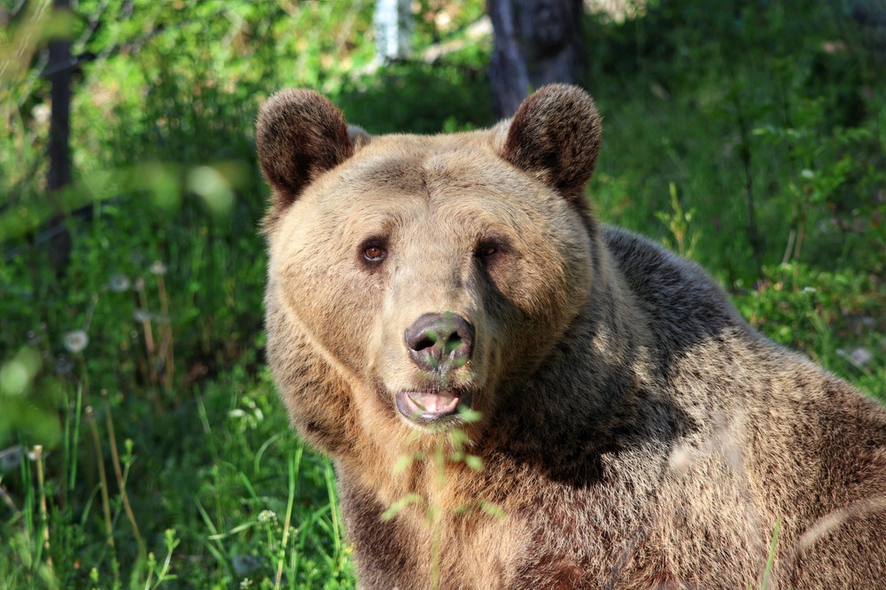 На 17 септември Зоопарк Стара Загора затваря за профилактични грижи при едрите хищници