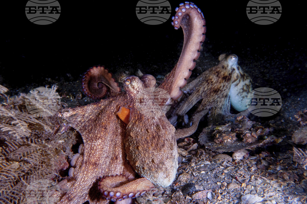 Octopus Arms