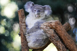 Australia Koala Vaccine