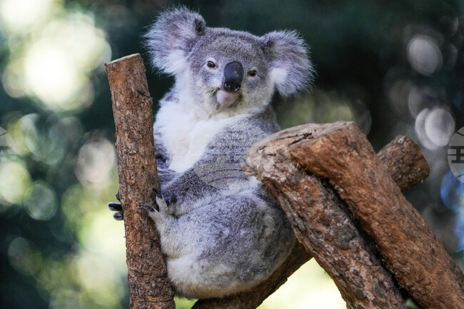 Australia Koala Vaccine
