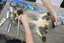 Australia Koala Vaccine