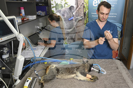 Australia Koala Vaccine