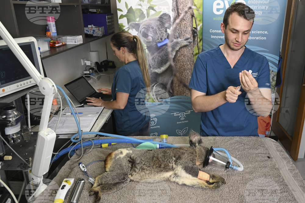 Australia Koala Vaccine