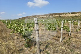 Село Рабиша - винарска изба „Магура“ - пещерата Магура - естествено пенливо вино - винен туризъм