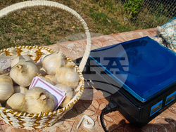 Село Пробуда - празник на чесъна - базар