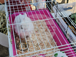 Русе - парад - домашни любимци