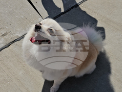 Русе - парад - домашни любимци