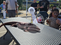 Русе - парад - домашни любимци