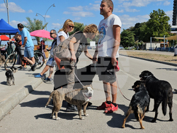 Русе - парад - домашни любимци