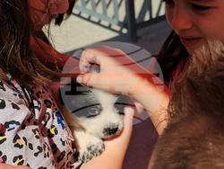 Русе - парад - домашни любимци