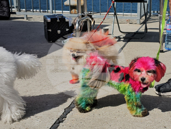 Русе - парад - домашни любимци