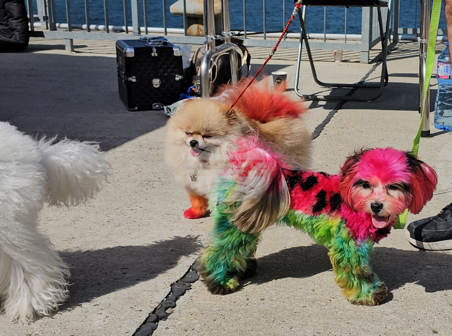 Кучета, котки и екзотични животни дефилираха в парад на домашни любимци на крайдунавския кей в Русе