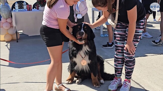 Кучета, котки и екзотични животни дефилираха в парад на домашни любимци на крайдунавския кей в Русе
