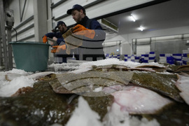 WTO Fisheries Subsidies